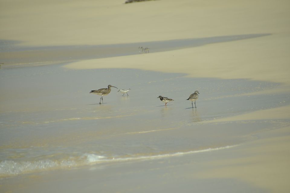 Boa Vista: Bird Watch Expedition in Natural Environment - Safety and Precautions