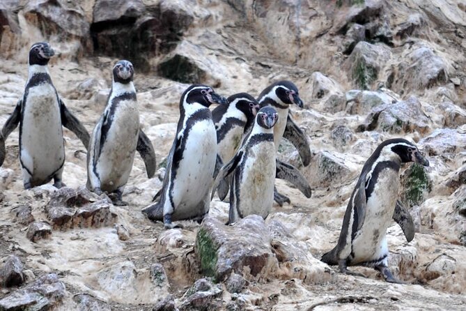 7 boat tour of the ballestas islands in paracas Boat Tour of the Ballestas Islands in Paracas