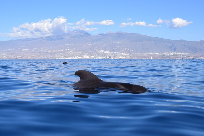 Bonadea II Ecological Whale Watching, 2 Hours - Last Words