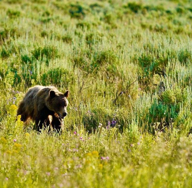 Bozeman: Yellowstone & Grand Teton National Park With Hotel - Booking Information