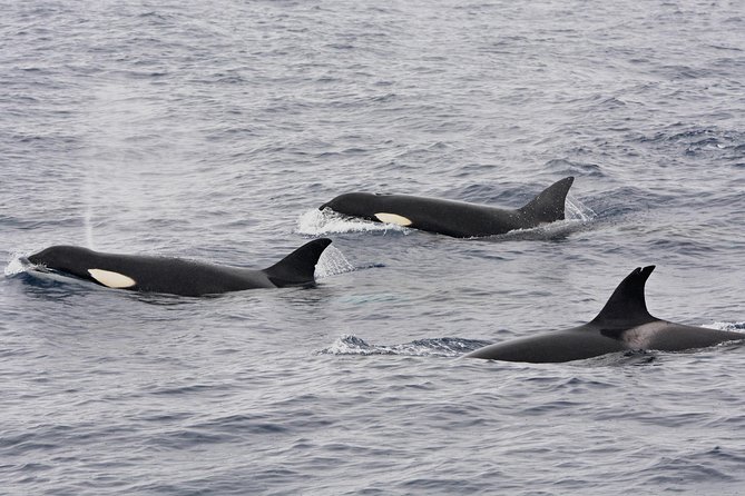 Bremer Bay Orca Experience - Booking Information and Pricing