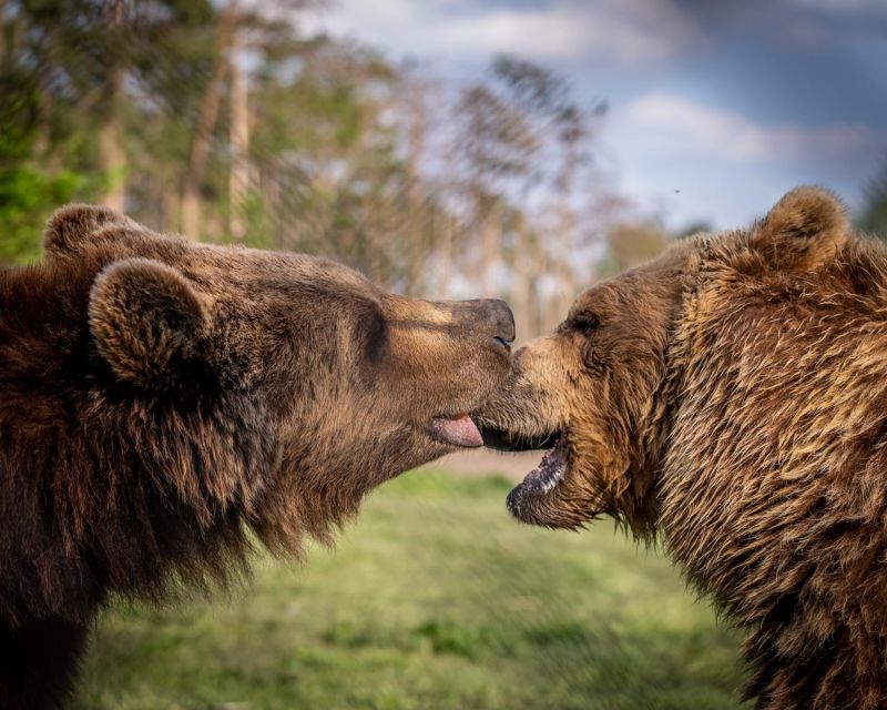 Budapest: Transport & Guided Tour of Bear and Wolf Sanctuary - Safety Guidelines