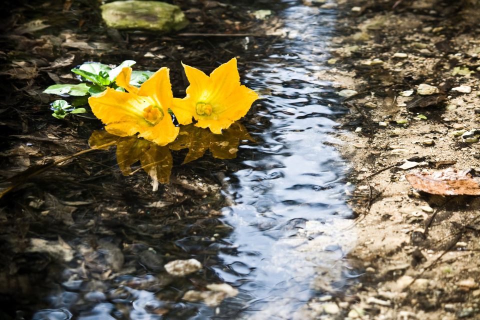 Buskett Woodlands and Dingli Cliffs Private Nature Tour - Tips for Participants