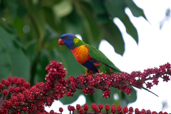 Cairns Reef/Rainforest : Daintree Rainforest & Great Barrier Reef - Last Words