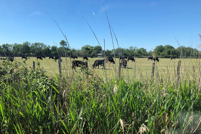 Camargue 4x4 Safari 2 Hours Saintes Maries De La Mer - Booking Information