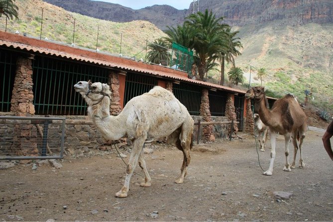 Camel Ride in Fataga With Tapas and Drinks - Last Words