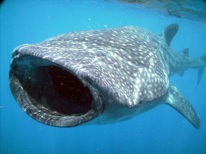 Cancun & Riviera Maya: Swim With Whale Sharks Tour W/ Lunch - Additional Information