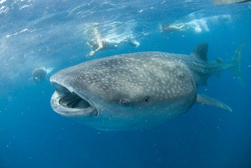 Cancún: Swim With Whale Sharks - Booking and Pricing Details