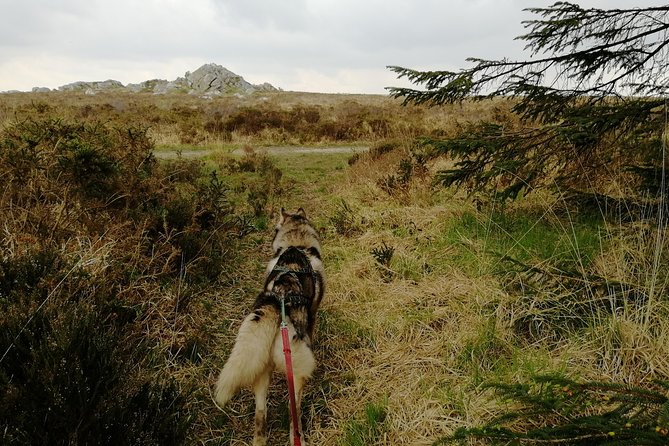 Cani Rando, Fun and Original Hiking, Pulled by Huskies - Making Memories: Cani Rando Highlights