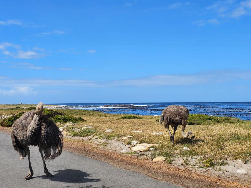 Cape of Good Hope & Penguins Shared Tour - Additional Information and Location