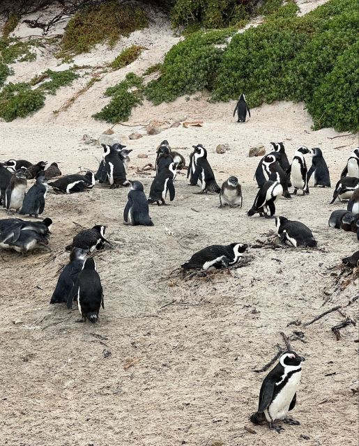 Cape Town: Full-Day Private Peninsula Tour - Common questions