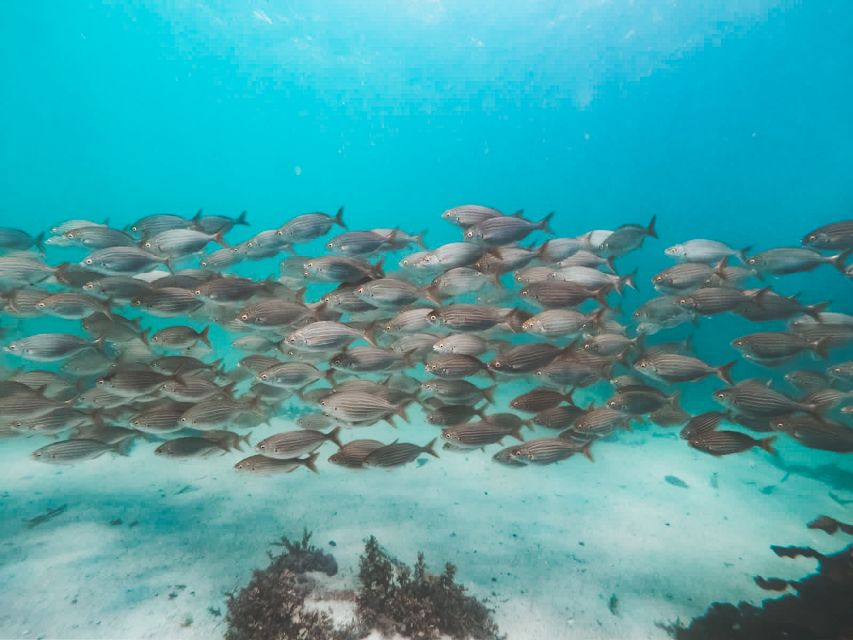 Cape Town: Great African Sea Forest Guided Snorkel - Last Words