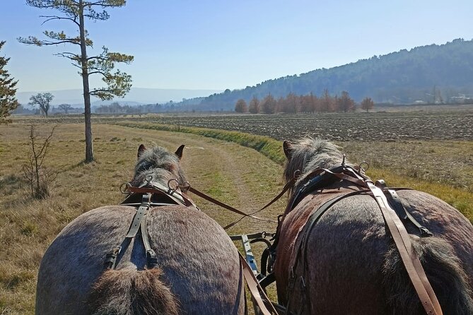 Carriage Rides in the Heart of the Luberon - Last Words
