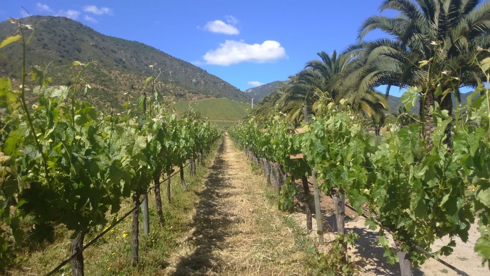 Casablanca Valley: Full-Day Private Wine Tour - Last Words