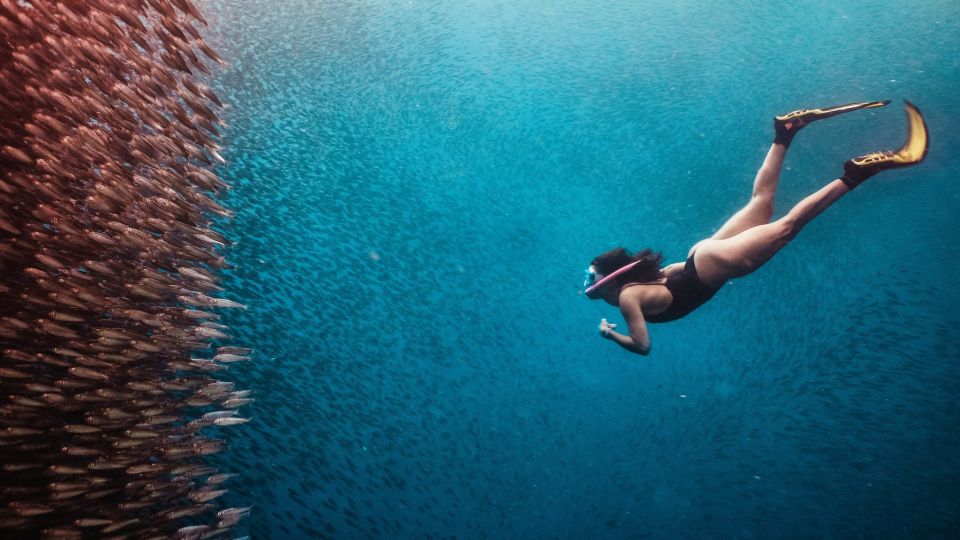 Cebu: Moalboal Sardine Run and Turtle Snorkeling Adventure - Common questions