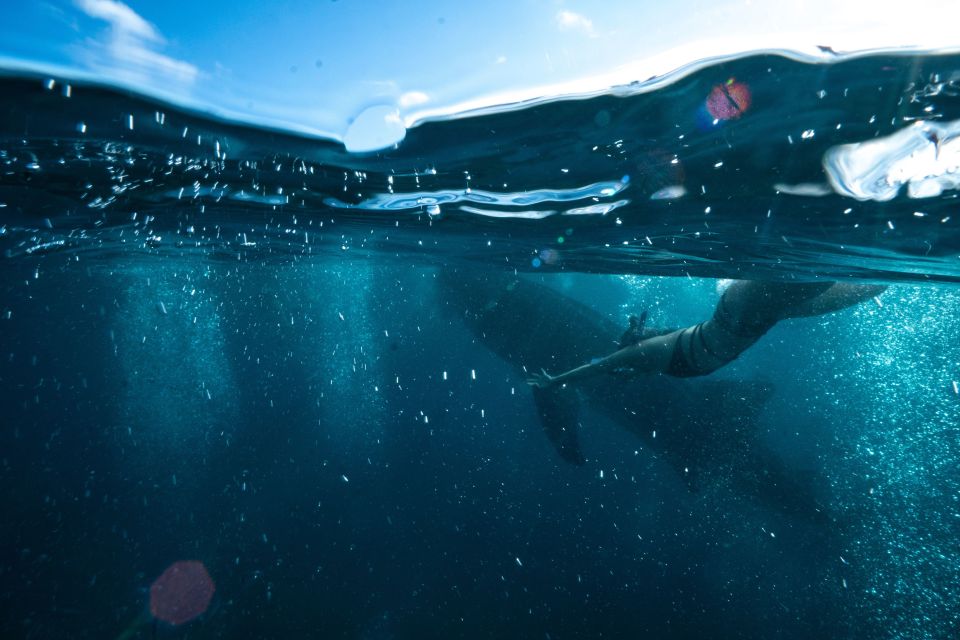 Cebu: Private Sumilon Island & Optional Whale Shark Swim - Common questions