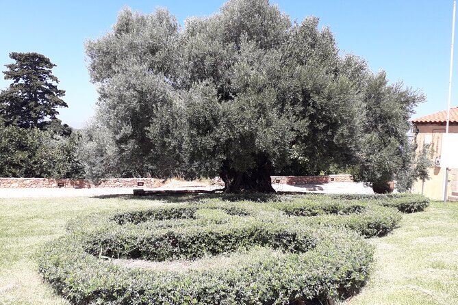 Chania Old Town - Millennial Olive Tree - Olive Oil Mill - Common questions