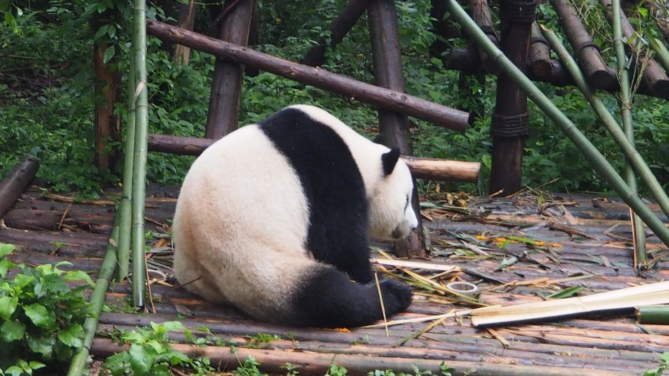 Chengdu Panda Breeding Base Ticket W/ Private Transfer/Guide - Last Words