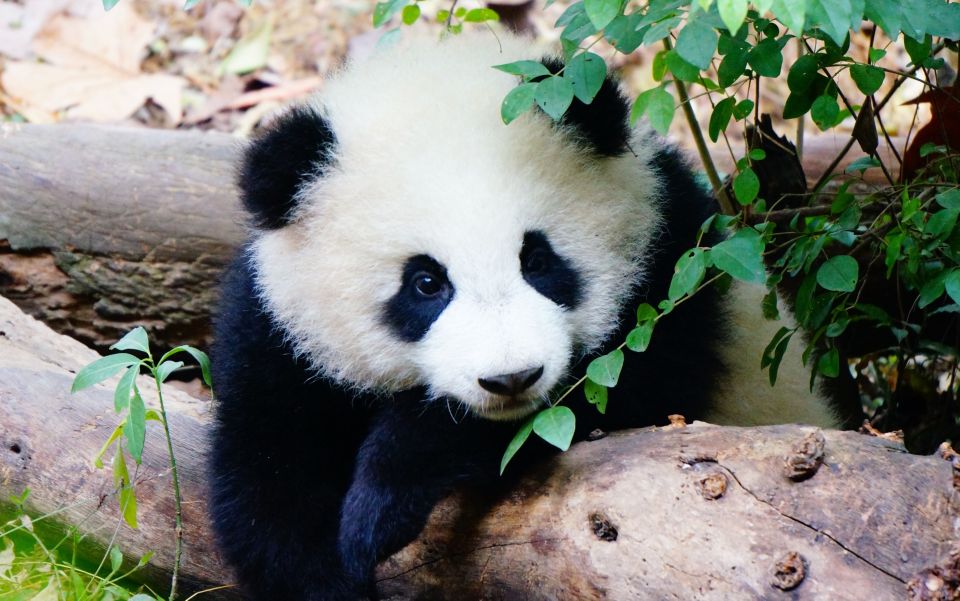 Chengdu: Private Full-Day Panda, City, Museum, & Park Tour - Transfer Back to Hotel