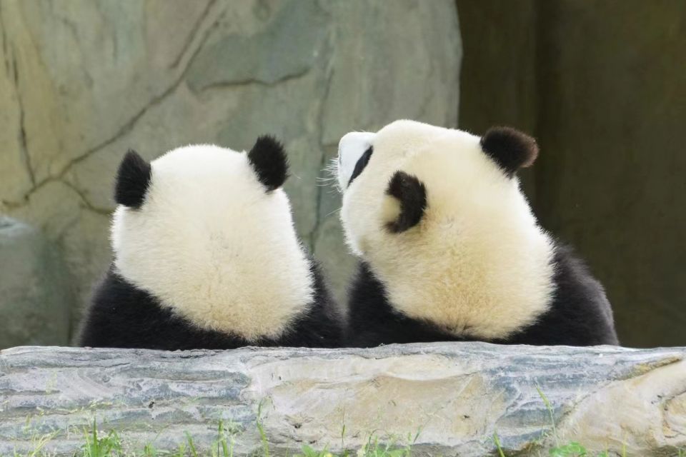 Chengdu: Private Panda Base Tour With 80 Pandas - Last Words