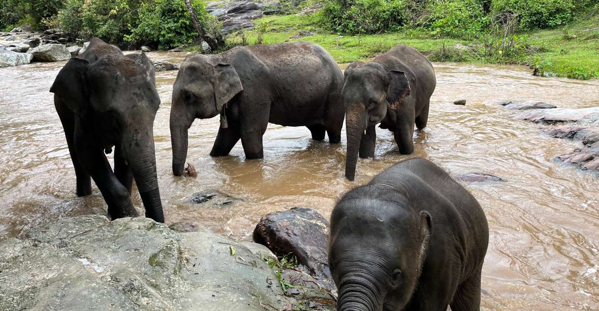 Chiang Mai: Doi Inthanon and Elephant Sanctuary Tour - Last Words
