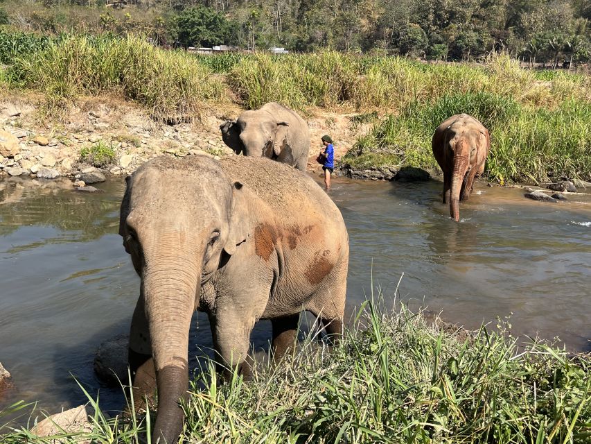 Chiang Mai: Doi Suthep Temple & Elephant Sanctuary Day Trip - Directions & Recommendations