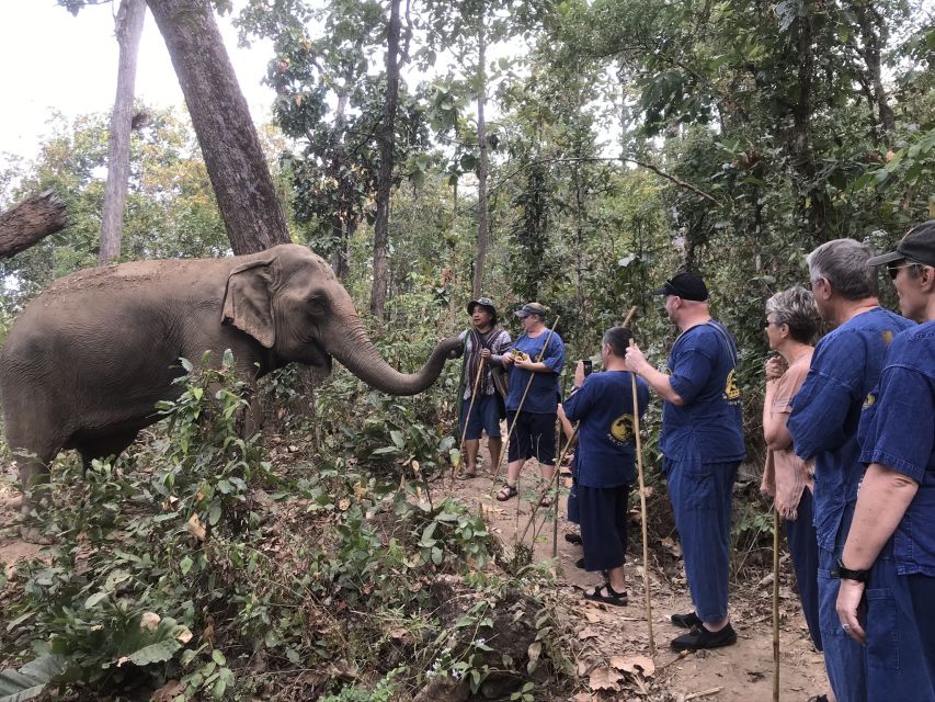 Chiang Mai: Elephant Sanctuary and Sticky Waterfall Tour - Sticky Waterfall Exploration
