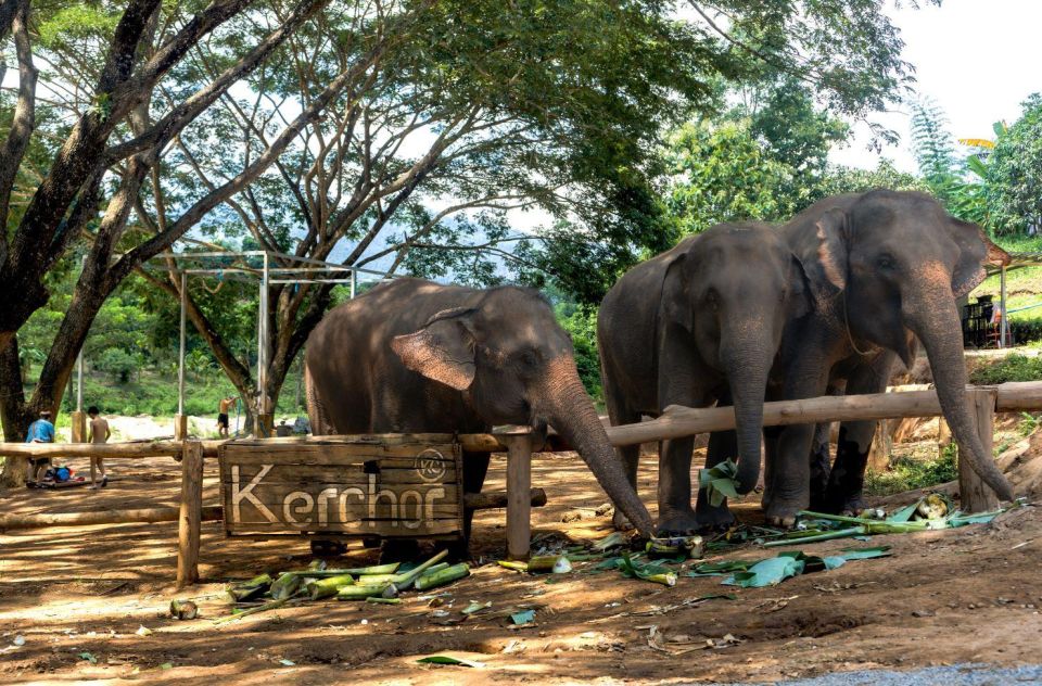 Chiang Mai: Full-Day Kerchor Elephant Eco Park Tour & Trek - Common questions