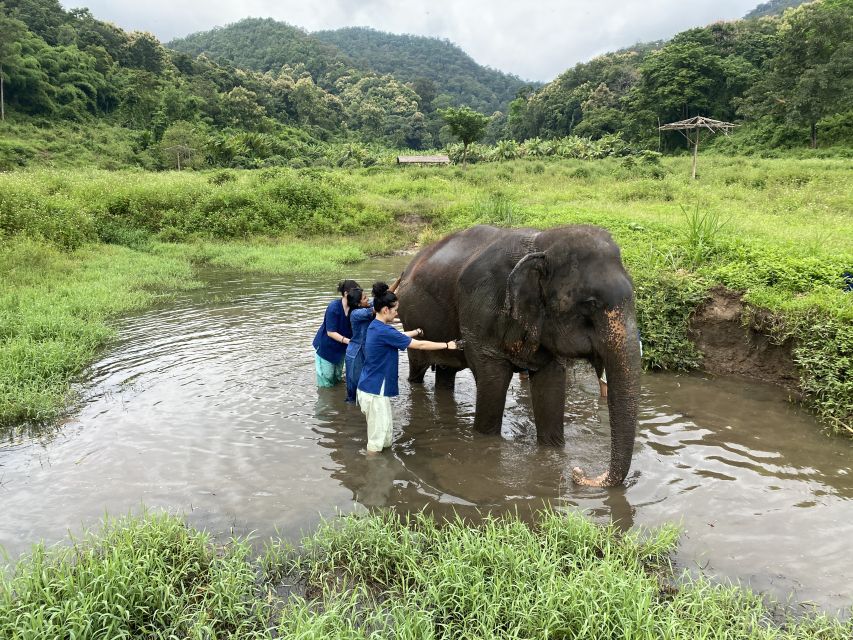 Chiang Mai: Small Group Ethical Elephant Sanctuary Tour - Last Words