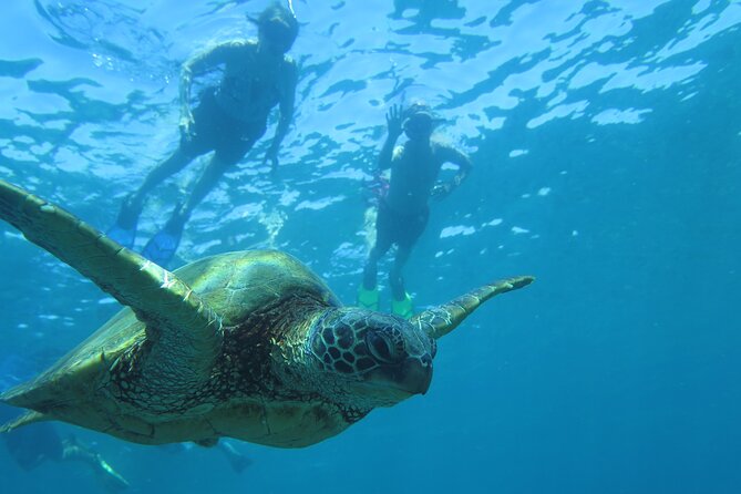 Clear Kayak and Snorkel Tour at Turtle Town, Makena - Snorkeling Equipment and Guide