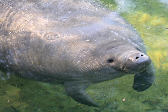 Cocoa Beach Dolphin Tours on the Banana River - Common questions