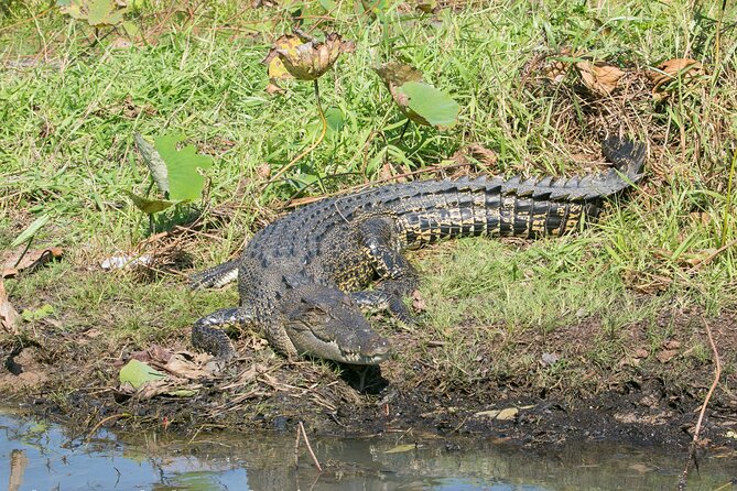 Corroboree Billabong 2.5 Hour Lunch Cruise - Common questions