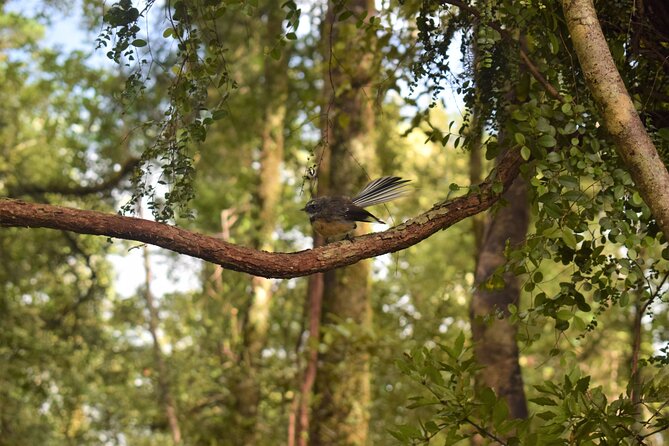 Cruise & Rainforest Walk - Franz Josef Glacier - Common questions