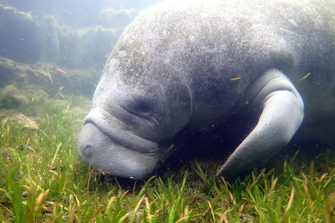 Crystal River Manatee Swim and Snorkel (Mar ) - The Sum Up