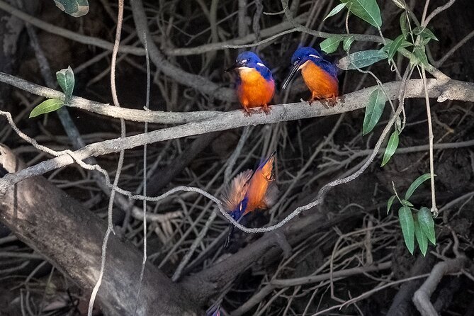 Daintree Rainforest Waterfall and Beach Hiking Day Tour (Mar ) - Contact and Support