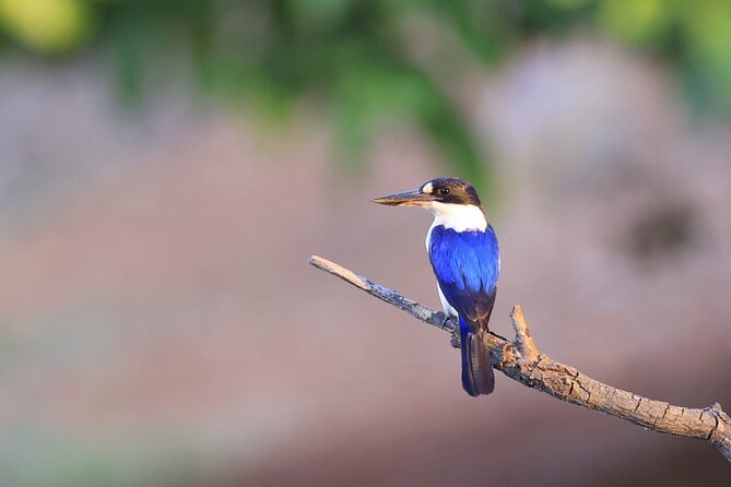 Darwin: Evening Tour to Fogg Dam Wetlands and Humpty Doo Hotel - Common questions