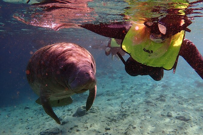 Deluxe Manatee Swim Tour - Arrival and Departure Details