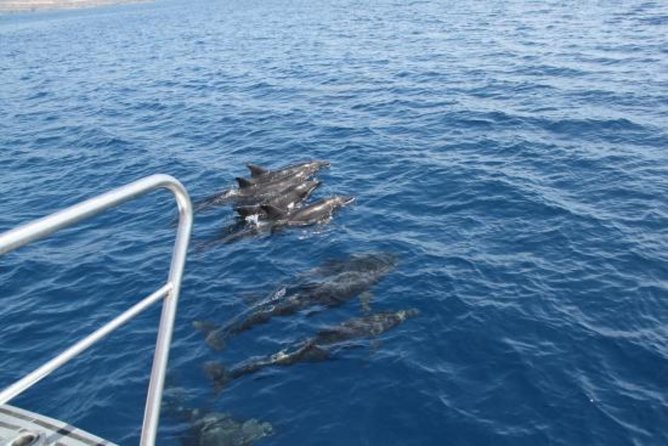 Dolphin and Whales Watching Cruise From Puerto Rico De Gran Canaria - Common questions