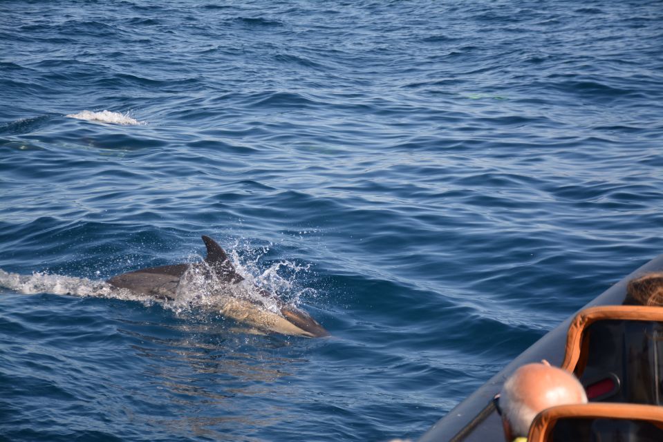 Dolphin Safari and Cave Tour in Vilamoura - Accessibility and Meeting Point