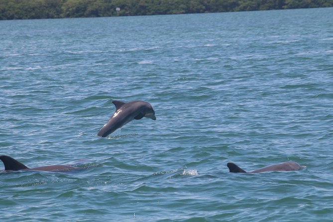 Dolphin Tour on a Private Boat - Cancellation Policy