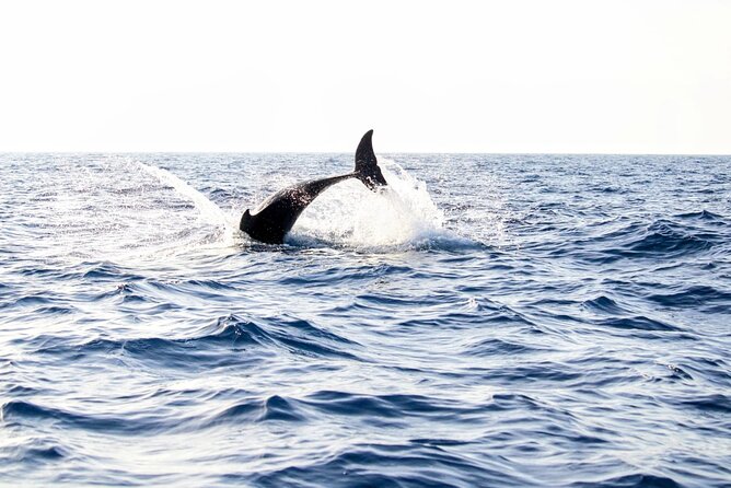 Dolphin Watching by Boat - Common questions