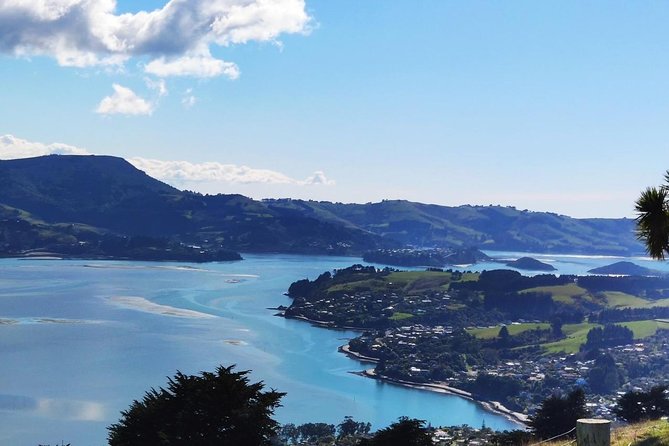 Dunedin City and Coastal Views 3-Hour Small-Group Guided Tour - Improvement Suggestions