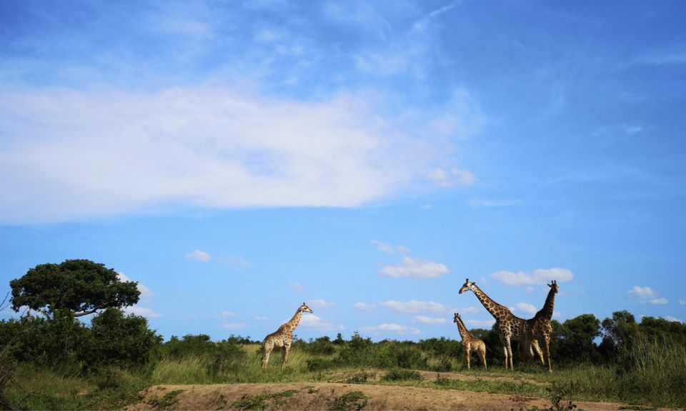 Durban: Full-Day Big 5 Safari @ Manyoni Private Game Reserve - Common questions