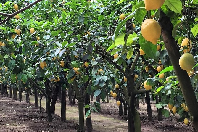 E-Bike Food and Wine Tour in the Sorrento Peninsula - Last Words