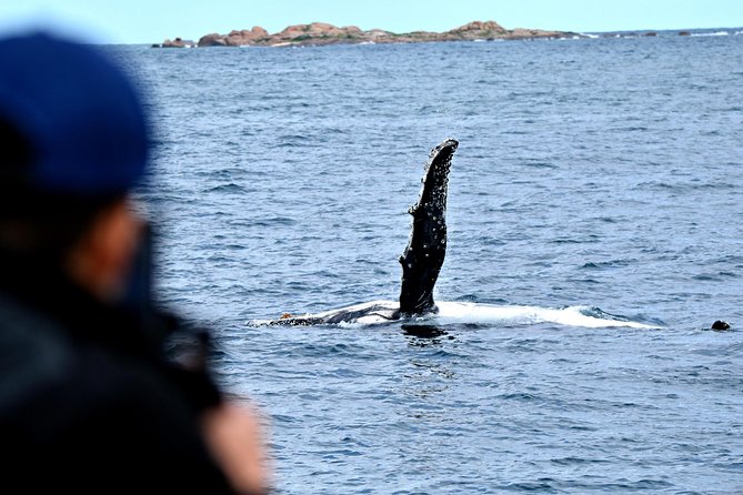 Educational Whale Watching Tour From Augusta or Perth - Accessibility and Amenities