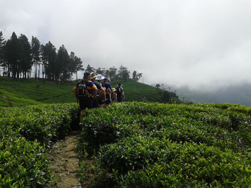 Ella: Trekking Through Sri Lankan Tea Plantation & Picnic - Activity Duration