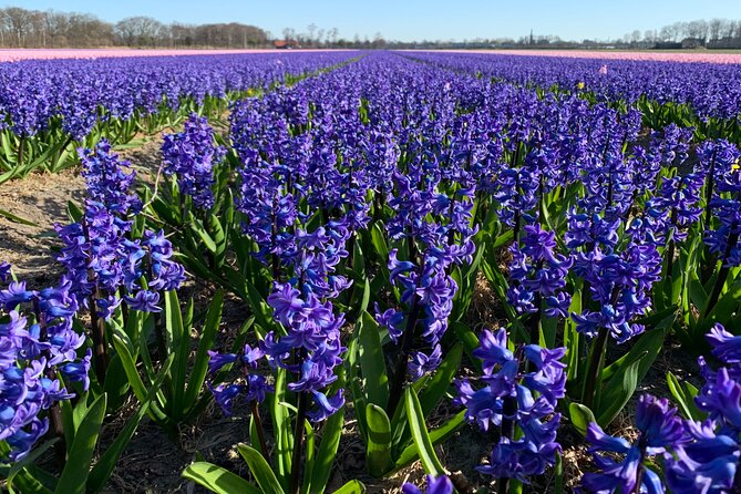 Enjoy the Tulip Fields by Bicycle With a Local Guide! Tulip Bike Tour! - Common questions