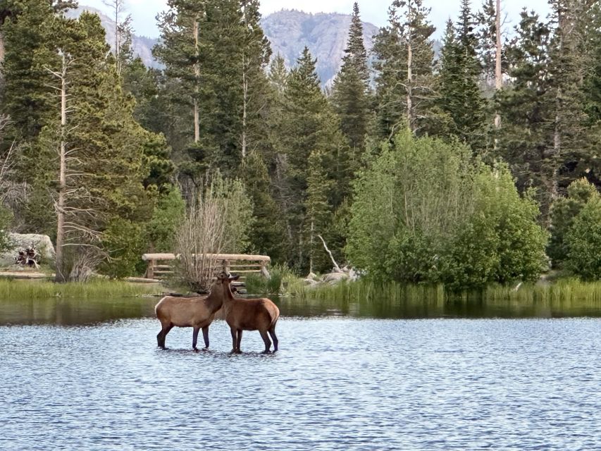 Estes Park: Rocky Mountain NP Glass-Top Guided Morning Tour - Travel Tips and Recommendations