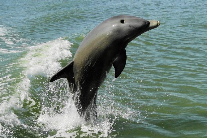 Everglades National Park Dolphin, Birding and Wildlife Boat Tour (2 Hours) - Last Words and Future Visits