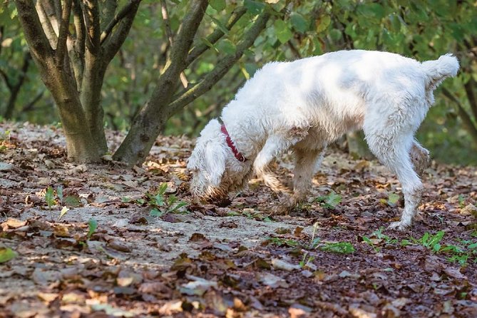 Experience Tuscan Truffle Hunting With Wine and Lunch - Common questions